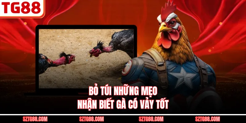 Bỏ túi những mẹo nhận biết gà có vảy tốt