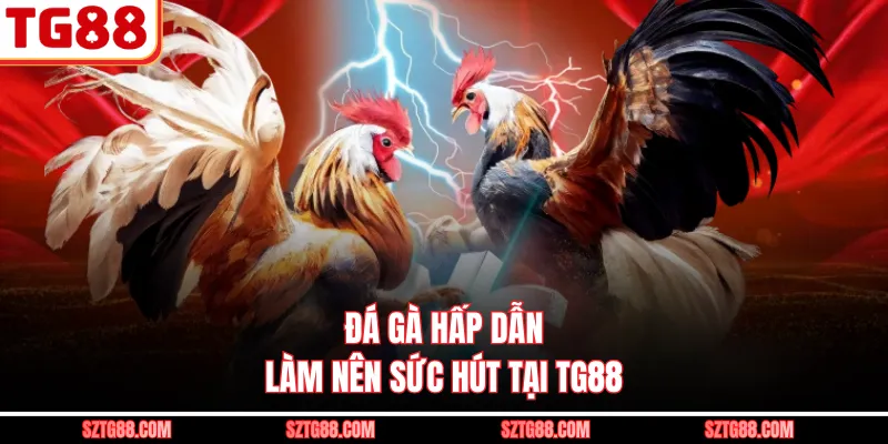 Đá gà hấp dẫn làm nên sức hút tại TG88